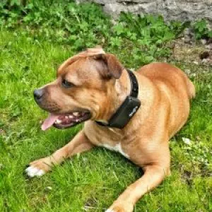 Doglo jälgimisseade koeral