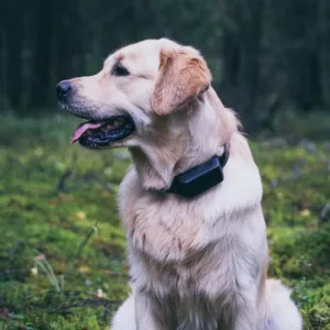 Doglo jälgimisseade kuldsel