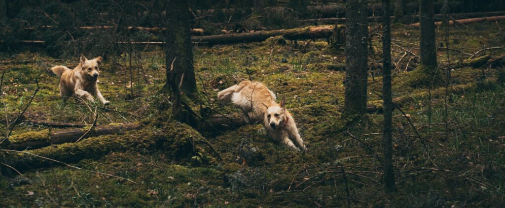 aktiivsuse jälgimine