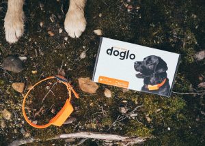 koerajälgur lemmikule