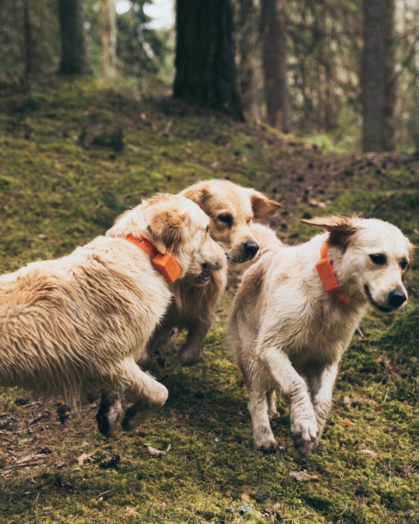 koera jälgimisseade
