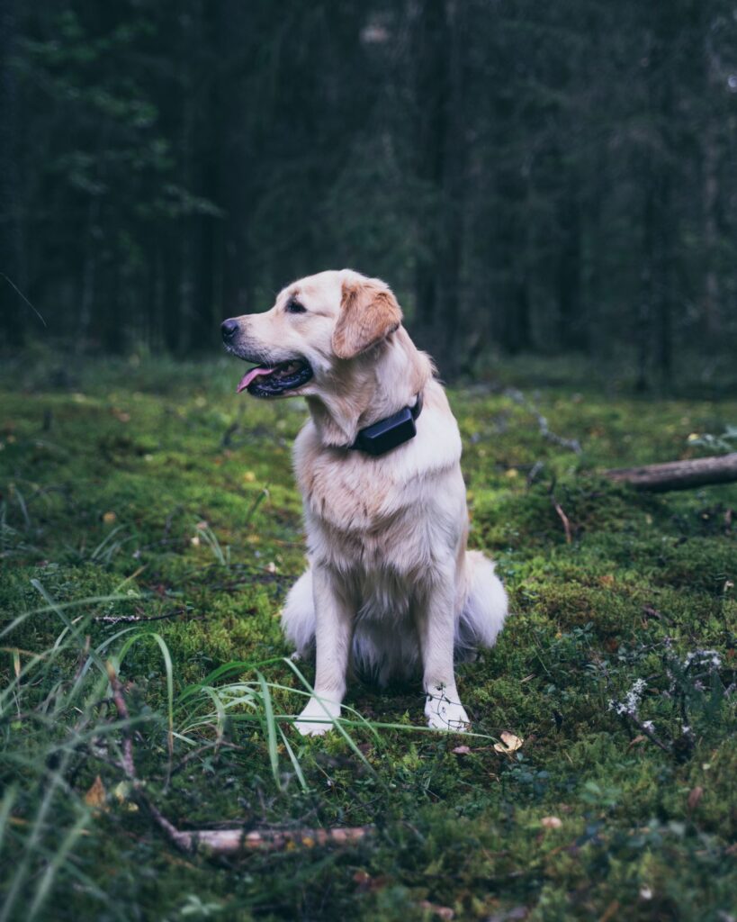 Doglo tracking device