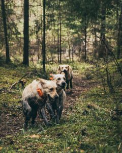 koera isiklik nutitelefon