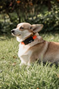 Doglo jälgimisseade