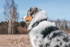 Koera jälgimine Dogloga