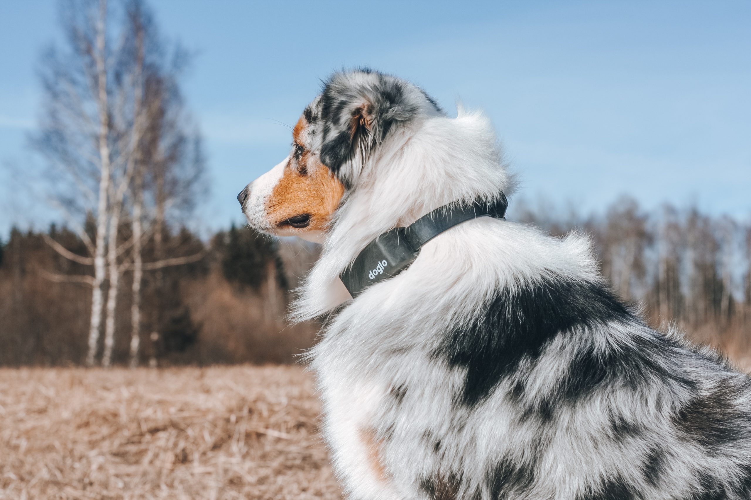 Koera jälgimine Dogloga