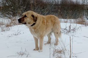 Karjakaitsekoer Doglo jälgimisseadmega