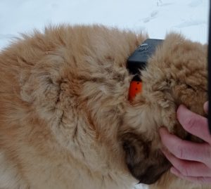 Karjakaitsekoer Doglo jälgimisseadmega