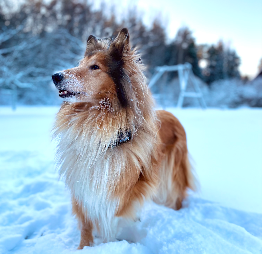 GPS dog tracking and surveillance device