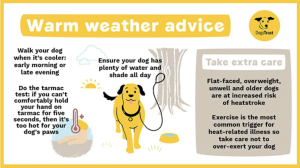 koera kuumuse eest kaitsta