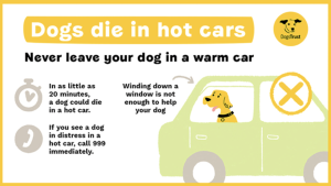 koera kuumuse eest kaitsta