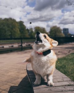 Doglo jälgimisseade väiksel koeral